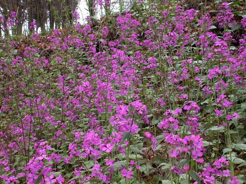 Lunaria annua